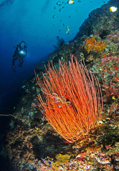 21 Bunaken Island.jpg